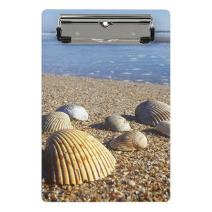 Mini Porte-bloc États-Unis, Floride, coquillages côtiers