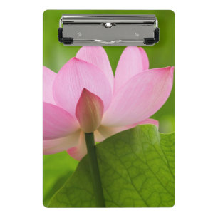 Mini Porte-bloc Franklin NC, jardin d'eau de Perry, Lotus