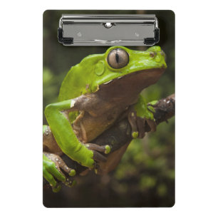 Mini Porte-bloc grenouille géante à feuilles (Phyllomedusa bicolor