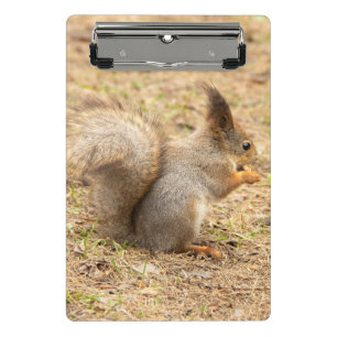 Mini Porte-bloc L'écureuil mignon mange une photo de noix