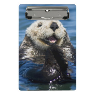 Mini Porte-bloc Loutre de mer de Californie Enhydra lutris) se toi
