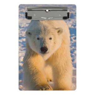 Mini Porte-bloc ours polaire, Ursus maritimus, ours polaire sur gl