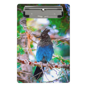 Mini Porte-bloc Steller's Jay - Photographie originale