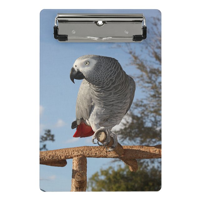 Mini Porte-bloc Superbe perroquet gris africain (Devant)