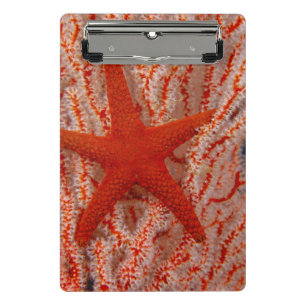 Mini Porte-bloc Thaïlande, étoile de mer aka starfish