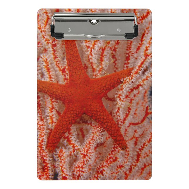 Mini Porte-bloc Thaïlande, étoile de mer aka starfish (Devant)