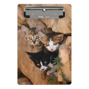 Mini Porte-bloc Trois mignons Curious Chat Kittens drôle Photo