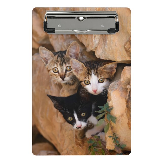 Mini Porte-bloc Trois mignons Curious Chat Kittens drôle Photo (Devant)