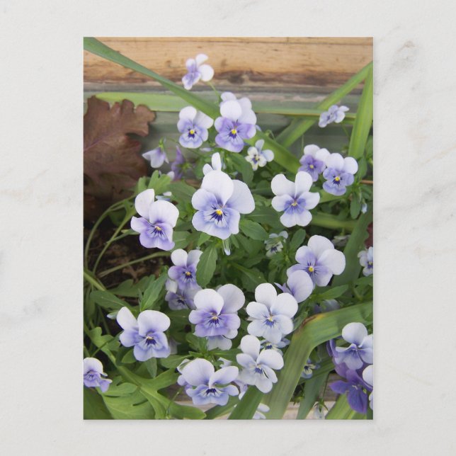 Mini Violets Violets Fleurs Carte Postale (Devant)