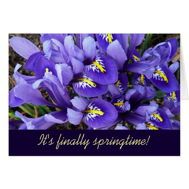 Miniature Bleu Irises Printemps Floral (Devant horizontal)