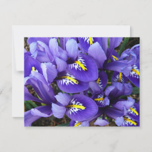 Miniature Bleu Irises Printemps Floral