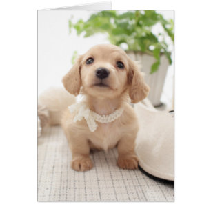 Miniature Dachshund