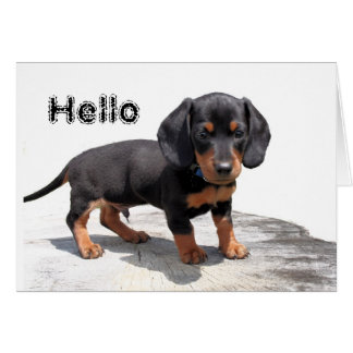 Miniature Dachshund
