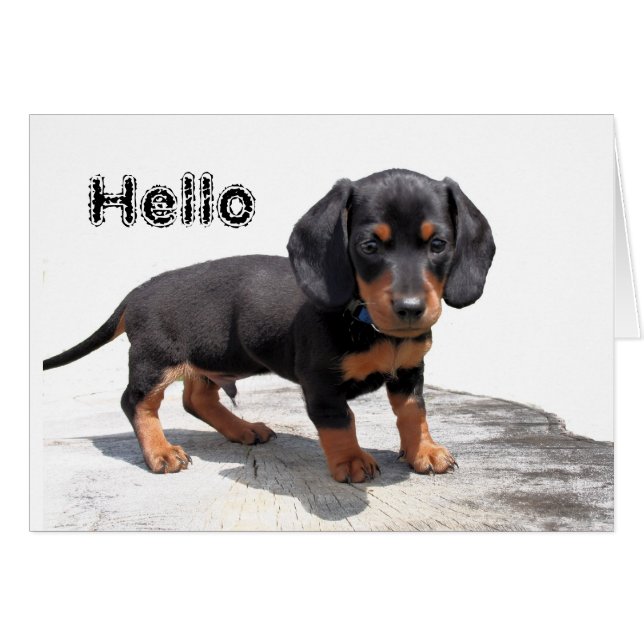 Miniature Dachshund (Devant horizontal)