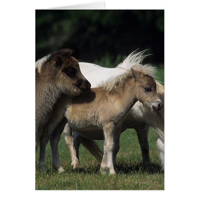 Miniature Mare & Foies 3 (Devant)
