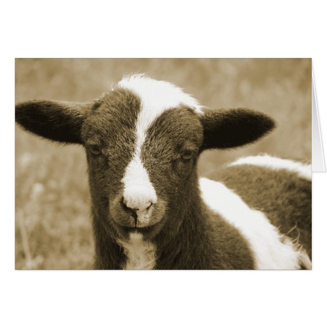 Minuscule (Devant horizontal)