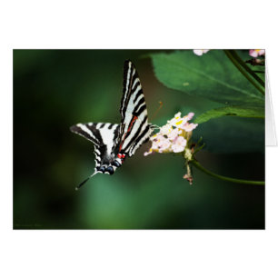 Minuscule carte Zebra