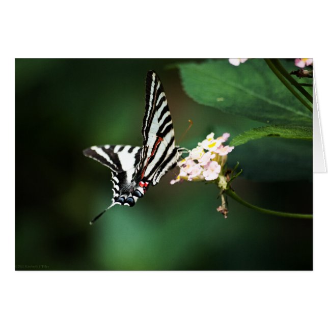 Minuscule carte Zebra (Devant Horizontal)