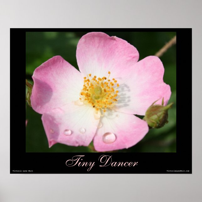 Minuscule danseur - Ballerina Rose Poster photo (Devant)