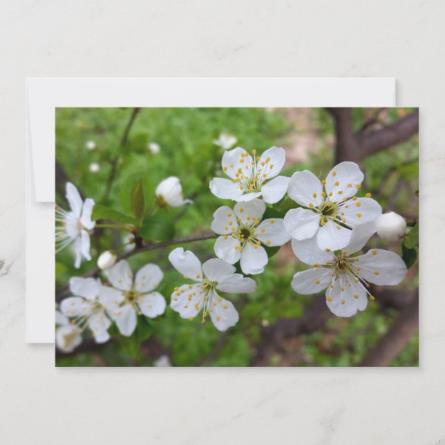 minuscule fleurs blanches (Devant)