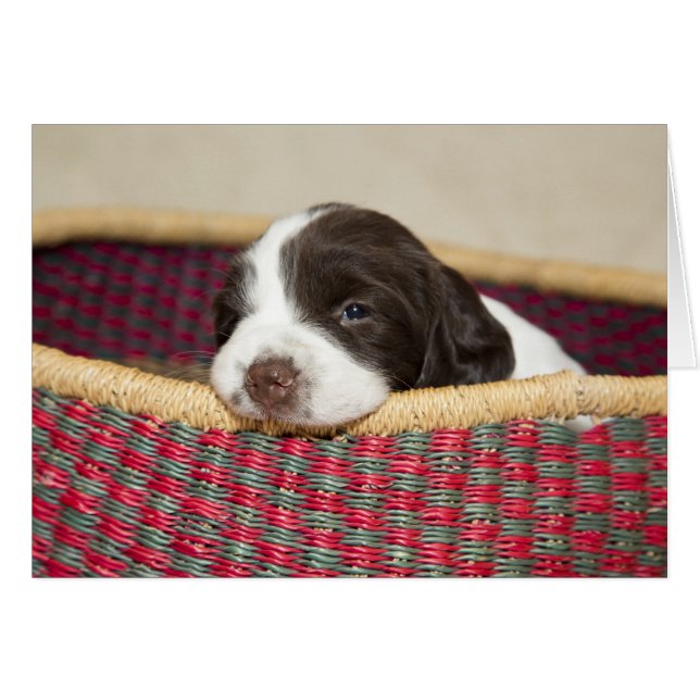 Minuscule Springer Spaniel Puppy Card (Devant horizontal)