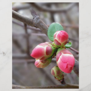 minuscules bourgeons rouges