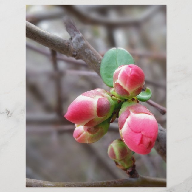 minuscules bourgeons rouges (Devant)