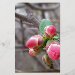 minuscules bourgeons rouges