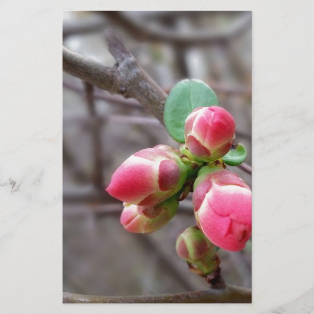minuscules bourgeons rouges (Devant)