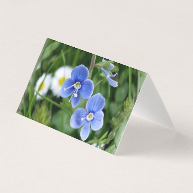 minuscules fleurs bleues (Front)