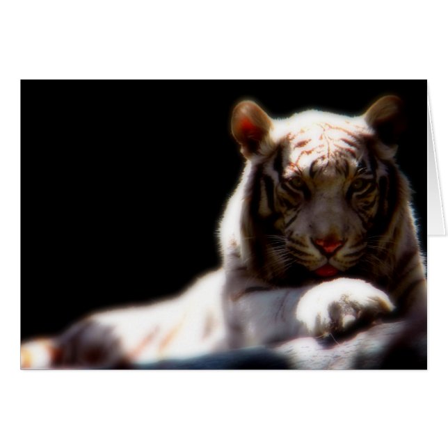 Mirage blanc de tigre (Devant horizontal)