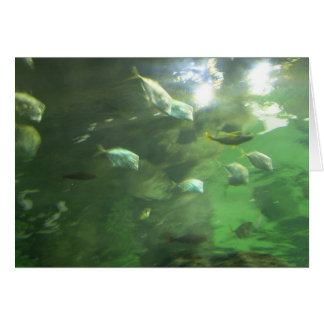 Miroiter des poissons