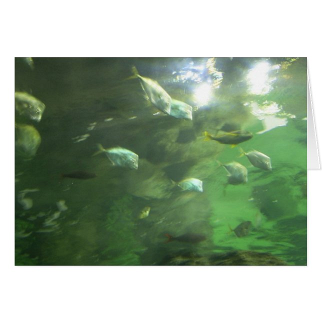 Miroiter des poissons (Devant horizontal)