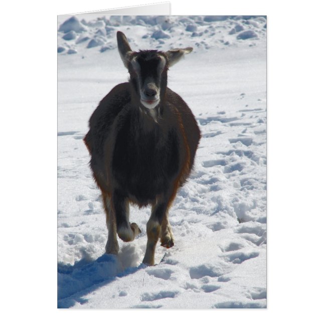 Misha Avoir une chèvre amusante courir dans la nei (Devant)