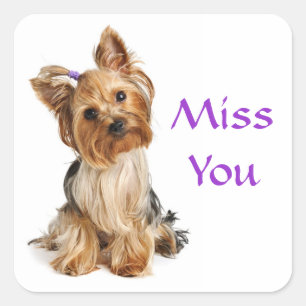 Miss Yorkshire Stickers Chien Chien Puppy Terrier