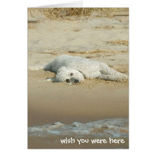 Miss You-goldendoodle posé sur la plage