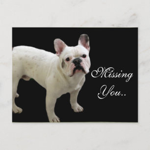 MIssing You White French Bulldog carte postale