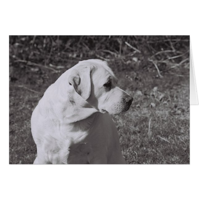 Misty II (Devant horizontal)