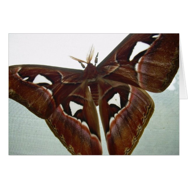 Mite de cobra (Devant Horizontal)