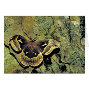 mite en soie de Tulipe-arbre