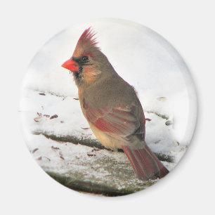 Mme Cardinal Bird Magnet