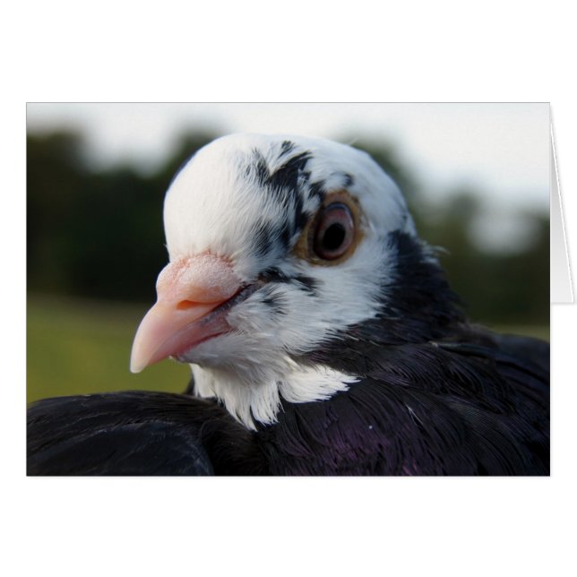 Mme Pigeon (Devant horizontal)