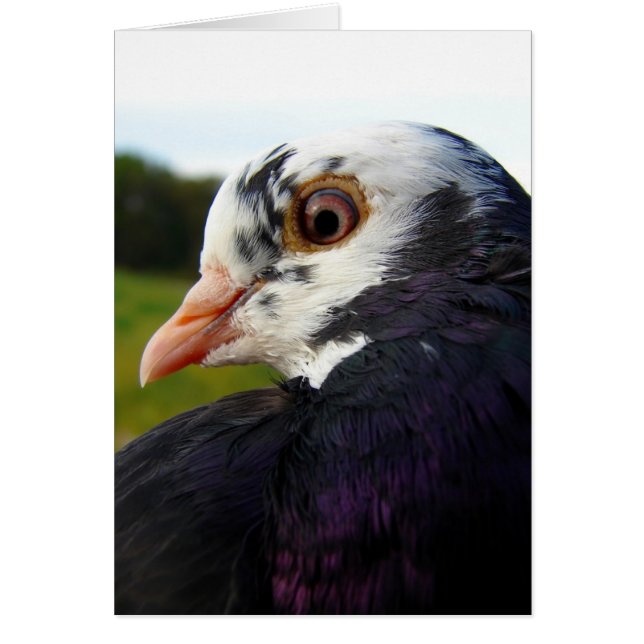 Mme Pigeon Toutes Les Occasions (Devant)