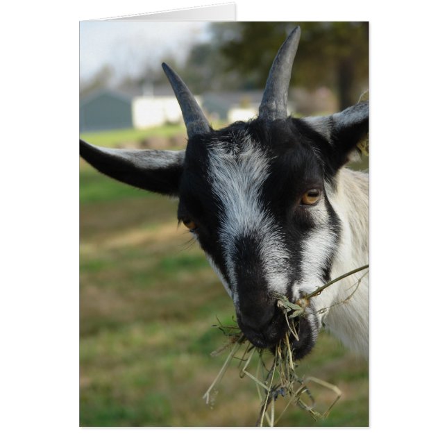 Mmmm... Hay (Devant)