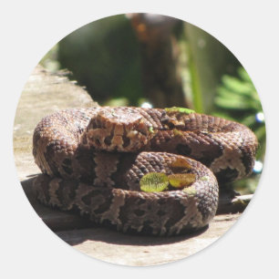 Moccasin d'eau / Cottonmouth Snake Stickers