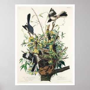 Mocking Bird par Audubon Poster