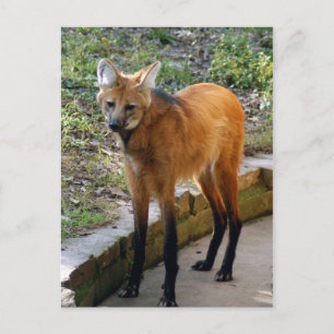 modèle de carte postale 4x6