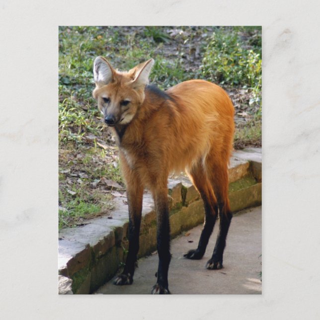 Modèle de carte postale 4x6 (Devant)