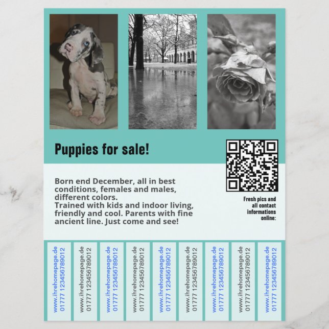 modèle de flyer de chiots à vendre avec QR code (Devant)