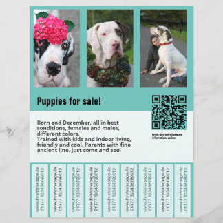 modèle de flyer de vente de chien